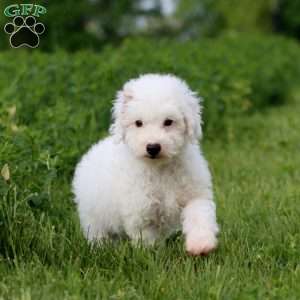 Hank, Miniature Poodle Puppy