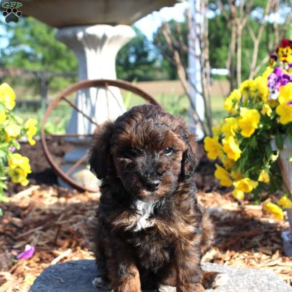Hank, Miniature Poodle Puppy