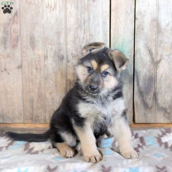 Hanna, German Shepherd Puppy
