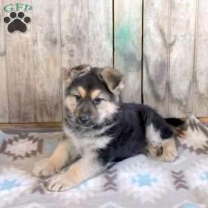 Hanna, German Shepherd Puppy