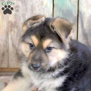 Hanna, German Shepherd Puppy