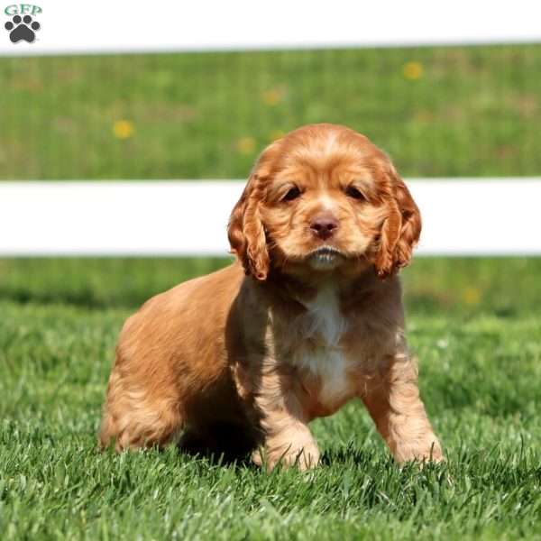 Hannah, Cocker Spaniel Puppy