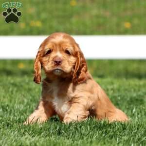 Hannah, Cocker Spaniel Puppy