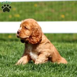 Hannah, Cocker Spaniel Puppy