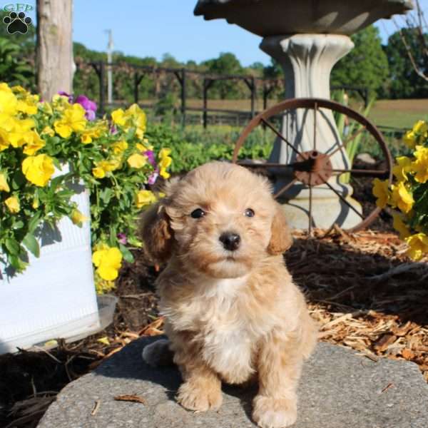 Hannah, Miniature Poodle Puppy