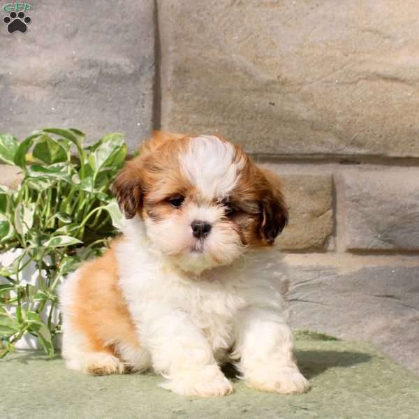 Happy, Teddy Bear Puppy