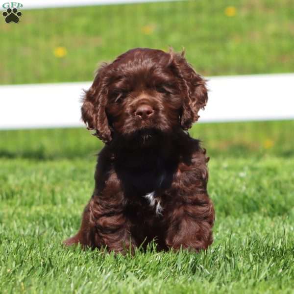 Happy, Cocker Spaniel Puppy