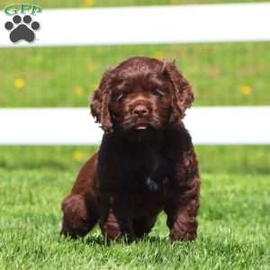 Happy, Cocker Spaniel Puppy