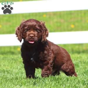 Happy, Cocker Spaniel Puppy