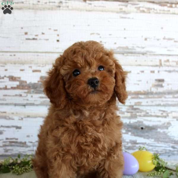 Happy, Toy Poodle Puppy