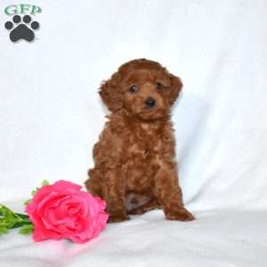 Harley-F1B, Cavapoo Puppy