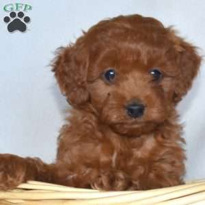Harley-F1B, Cavapoo Puppy