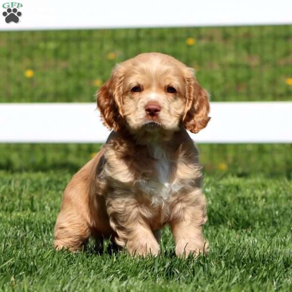 Harper, Cocker Spaniel Puppy