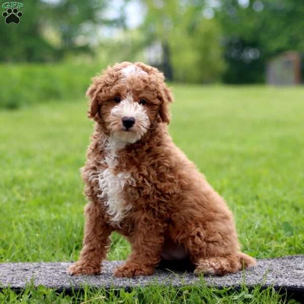 Harper, Miniature Poodle Puppy