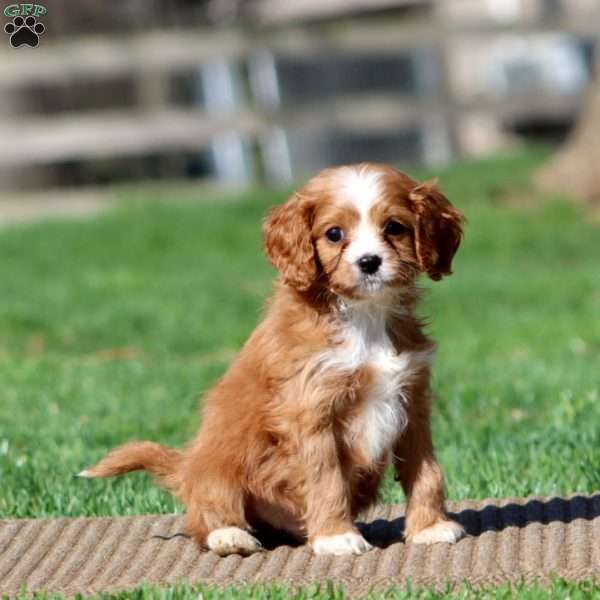Harper, Cavapoo Puppy