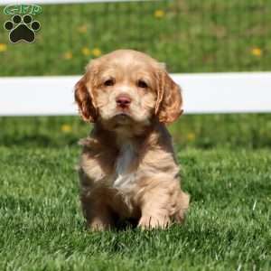 Harper, Cocker Spaniel Puppy
