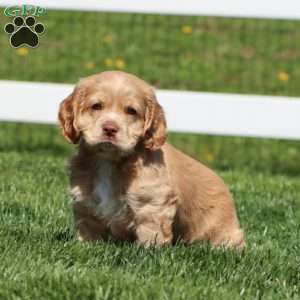 Harper, Cocker Spaniel Puppy