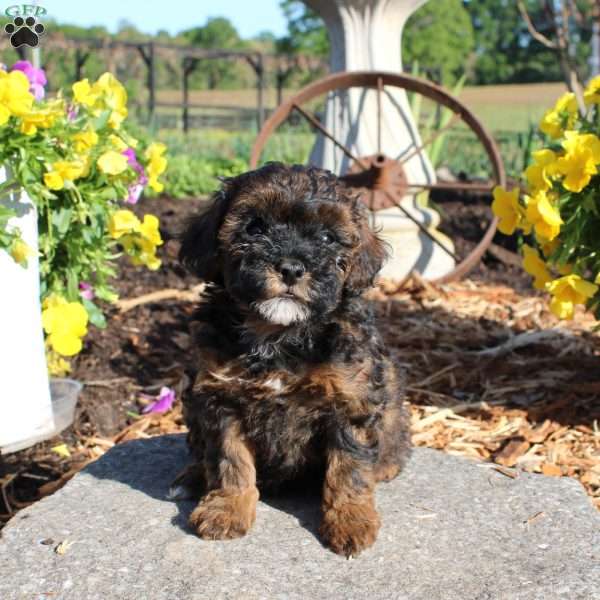 Harper, Miniature Poodle Puppy