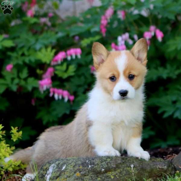 Harvey, Pembroke Welsh Corgi Puppy