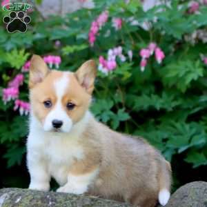 Harvey, Pembroke Welsh Corgi Puppy