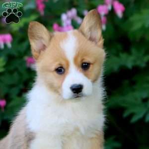 Harvey, Pembroke Welsh Corgi Puppy