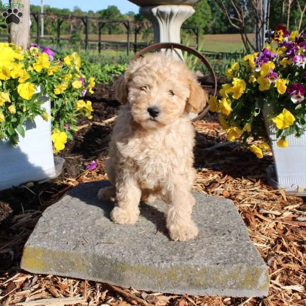Harvey, Miniature Poodle Puppy