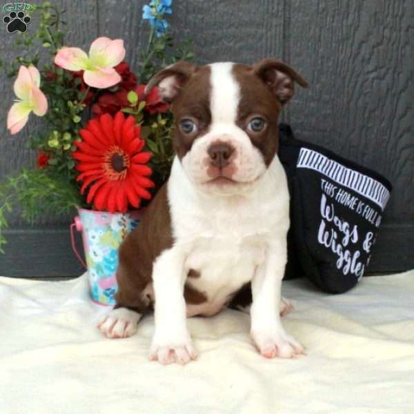 Hattie, Boston Terrier Puppy