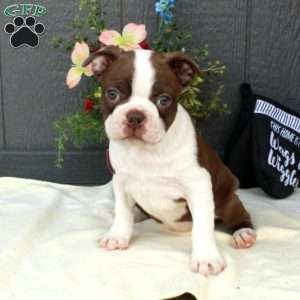 Hattie, Boston Terrier Puppy