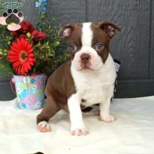 Hattie, Boston Terrier Puppy