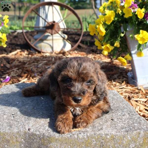 Hattie, Miniature Poodle Puppy