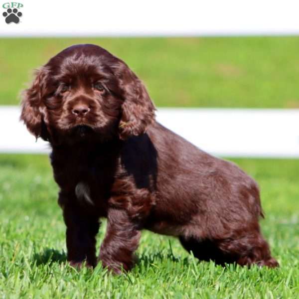 Haven, Cocker Spaniel Puppy