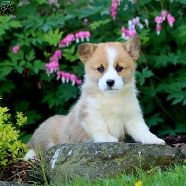Haven, Pembroke Welsh Corgi Puppy
