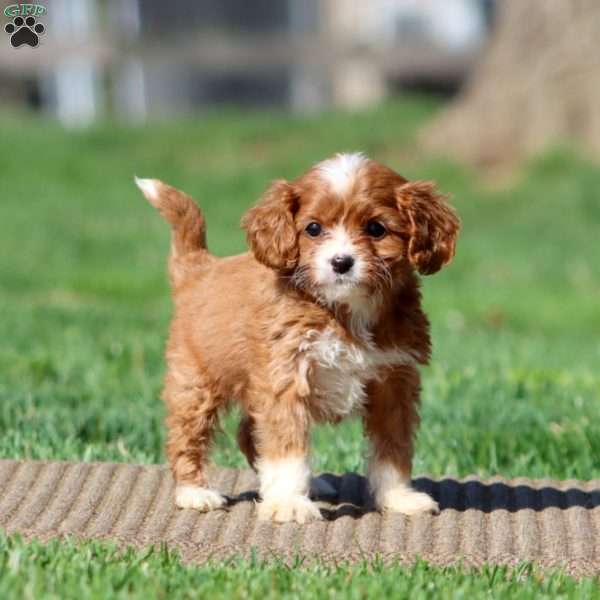 Haven, Cavapoo Puppy
