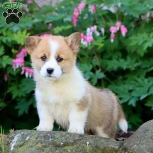 Haven, Pembroke Welsh Corgi Puppy