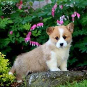Haven, Pembroke Welsh Corgi Puppy