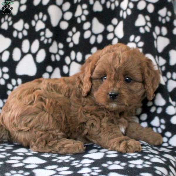 Hazel, Cavapoo Puppy