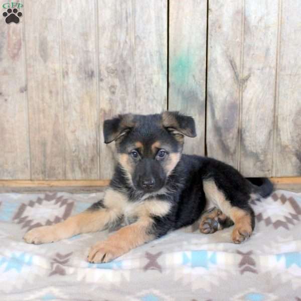 Hazel, German Shepherd Puppy