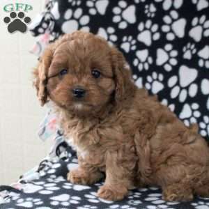 Hazel, Cavapoo Puppy