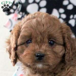 Hazel, Cavapoo Puppy
