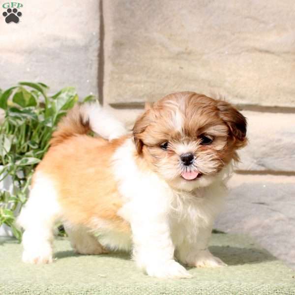 Heather, Teddy Bear Puppy