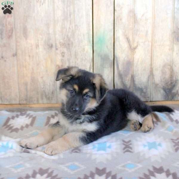 Heather, German Shepherd Puppy