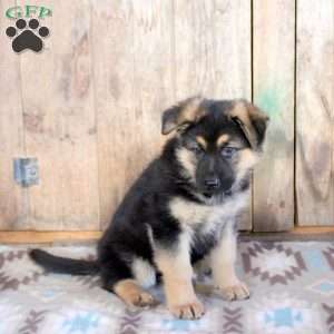 Heather, German Shepherd Puppy