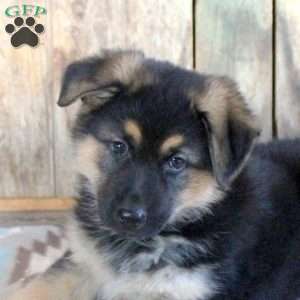 Heather, German Shepherd Puppy