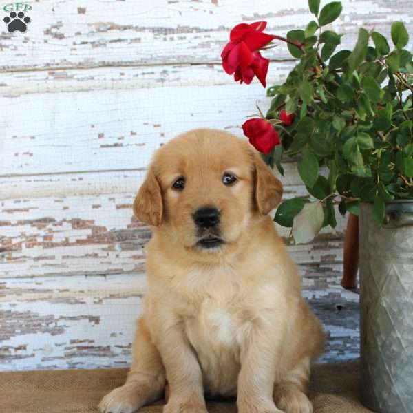 Heather, Golden Retriever Puppy