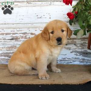 Heather, Golden Retriever Puppy