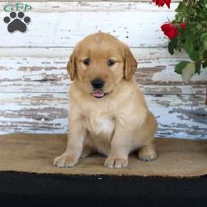 Heather, Golden Retriever Puppy