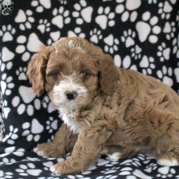 Henry, Cavapoo Puppy
