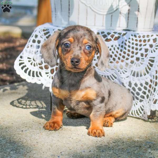 Henry-Mini, Dachshund Puppy