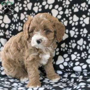 Henry, Cavapoo Puppy
