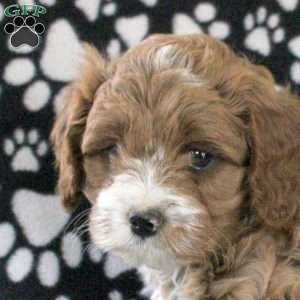 Henry, Cavapoo Puppy